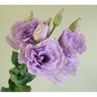 好きなお花は何ですか？
