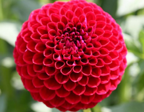 好きなお花は何ですか？