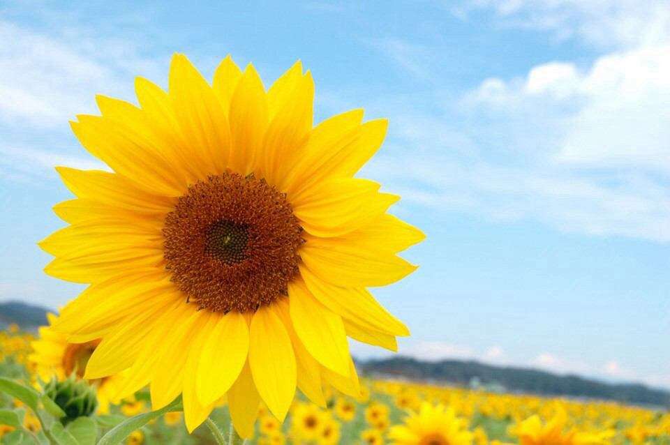 好きなお花は何ですか？