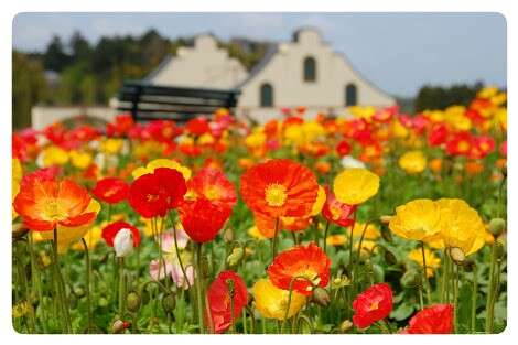 好きなお花は何ですか？