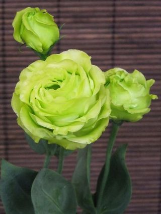 好きなお花は何ですか？