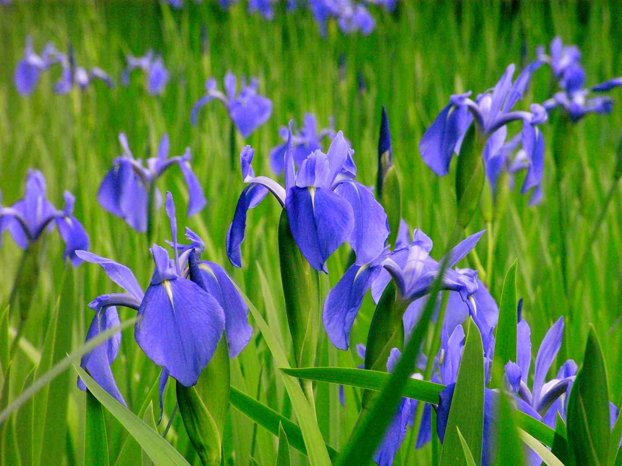好きなお花は何ですか？