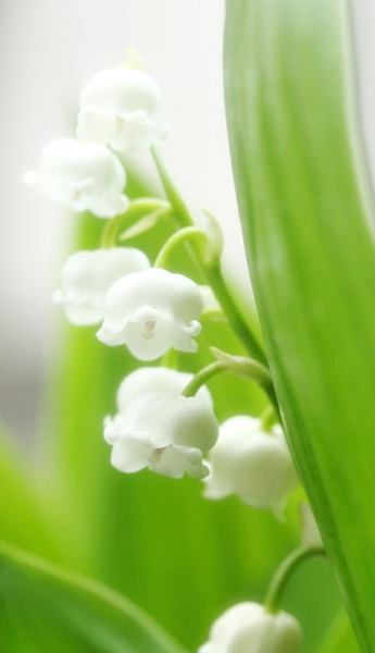 好きなお花は何ですか？