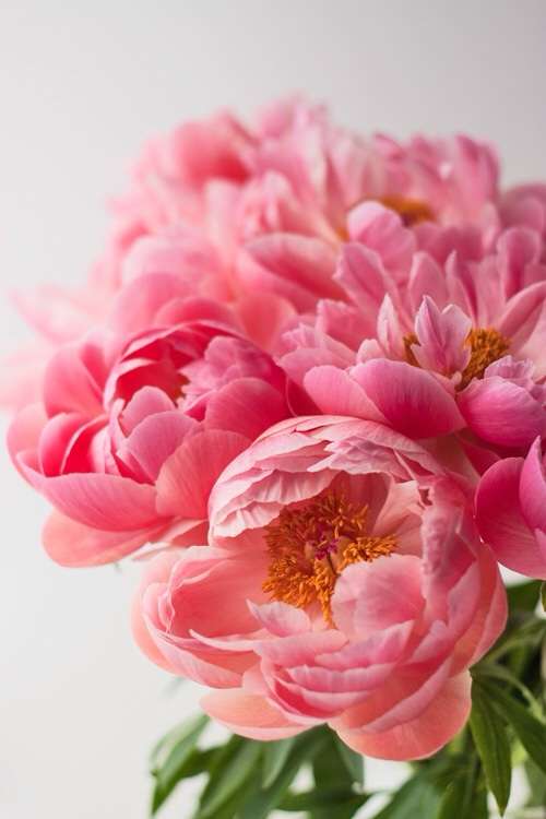 好きなお花は何ですか？