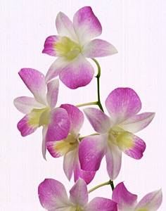 好きなお花は何ですか？