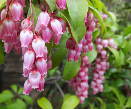 好きなお花は何ですか？