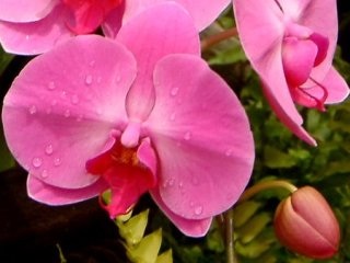 好きなお花は何ですか？