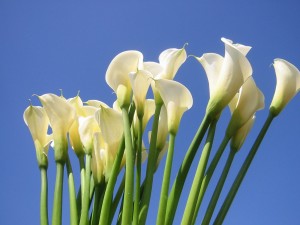 好きなお花は何ですか？