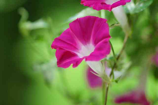 好きなお花は何ですか？