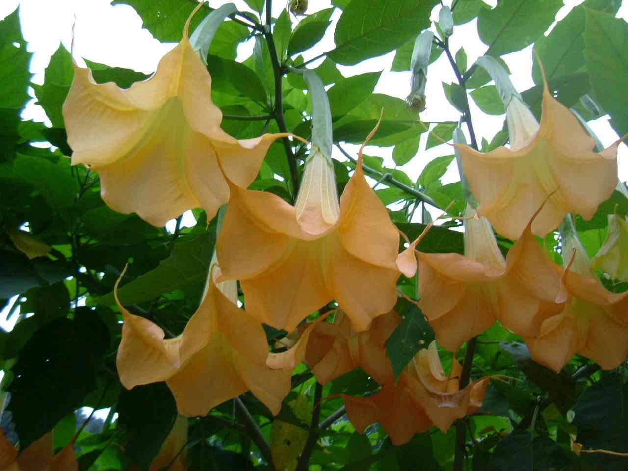好きなお花は何ですか？