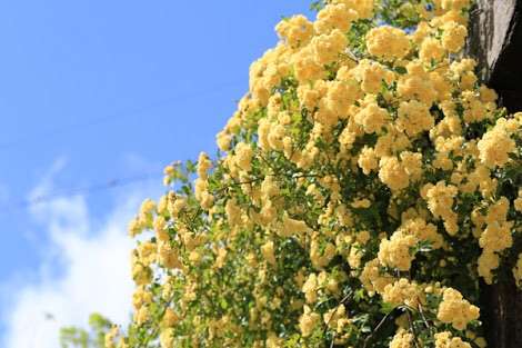 好きなお花は何ですか？