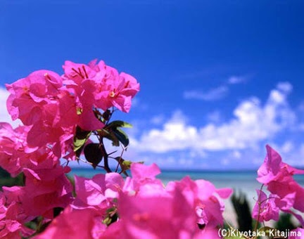 好きなお花は何ですか？