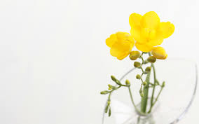 好きなお花は何ですか？