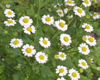 好きなお花は何ですか？