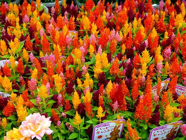 好きなお花は何ですか？