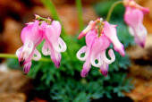 好きなお花は何ですか？