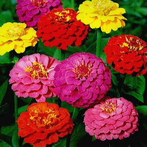 好きなお花は何ですか？