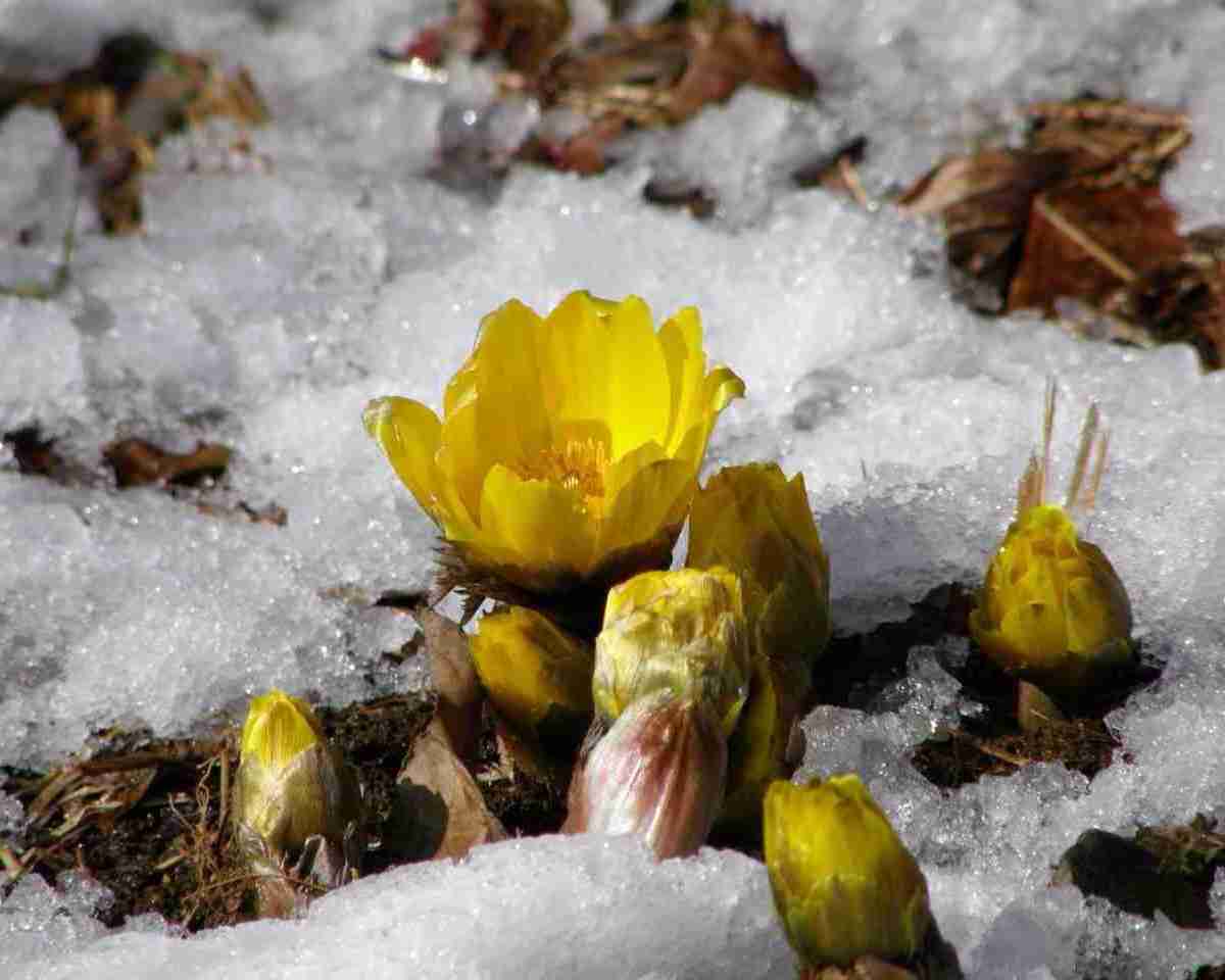 好きなお花は何ですか？