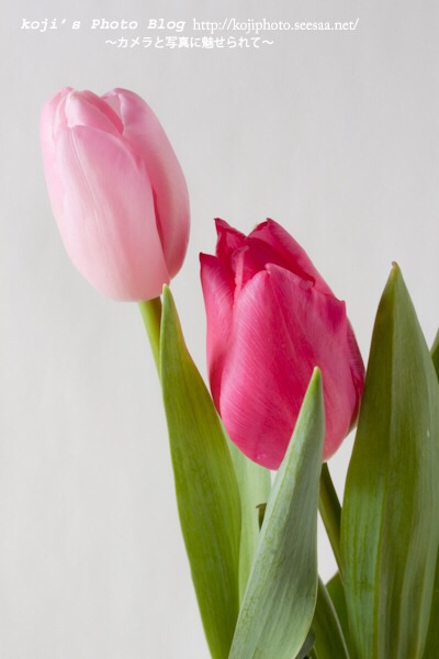 好きなお花は何ですか？
