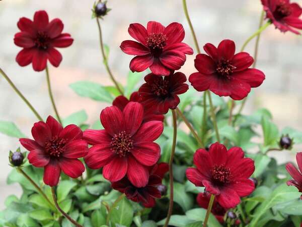 好きなお花は何ですか？