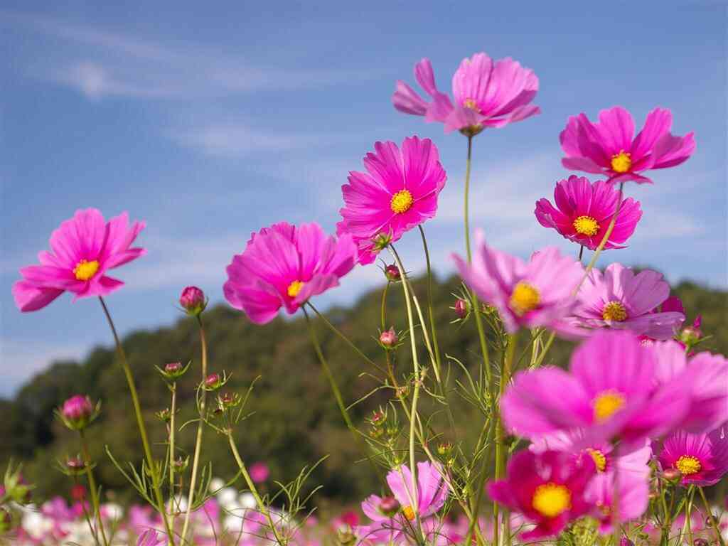 好きなお花は何ですか？