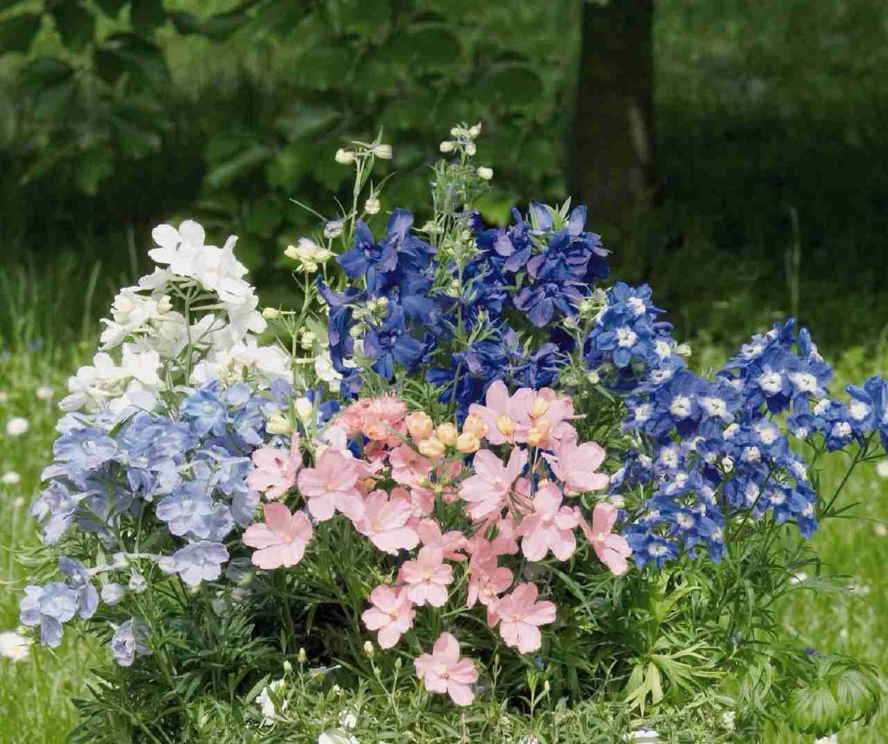 好きなお花は何ですか？
