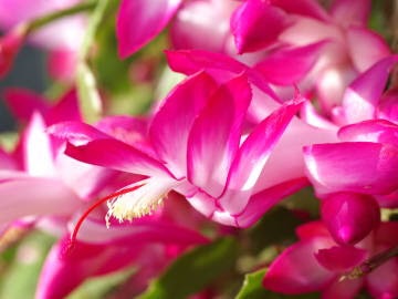 好きなお花は何ですか？