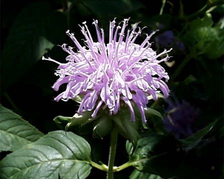 好きなお花は何ですか？