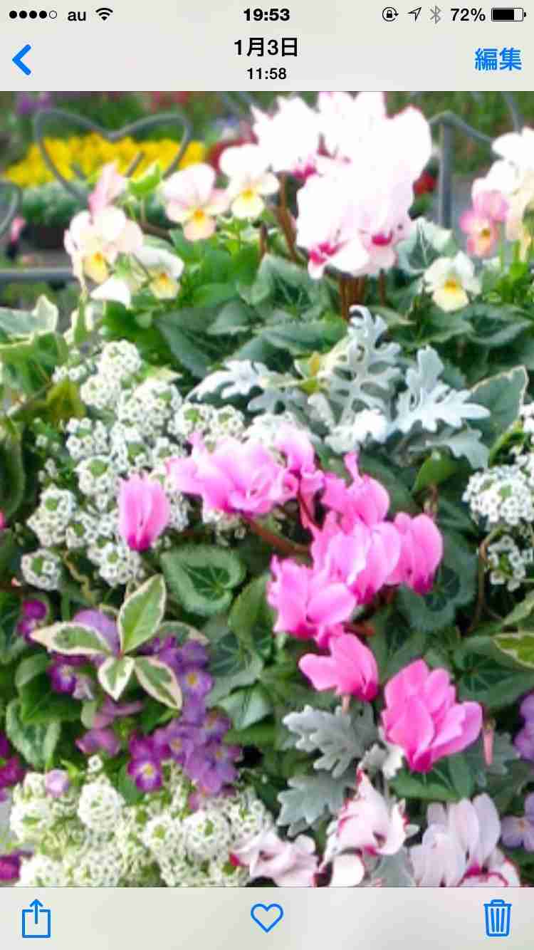 好きなお花は何ですか？