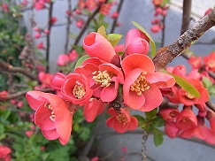 好きなお花は何ですか？
