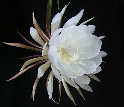 好きなお花は何ですか？