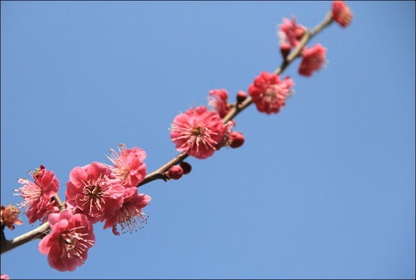好きなお花は何ですか？
