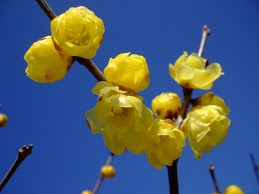好きなお花は何ですか？