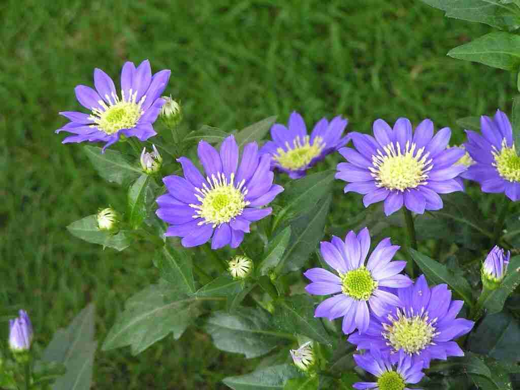 好きなお花は何ですか？