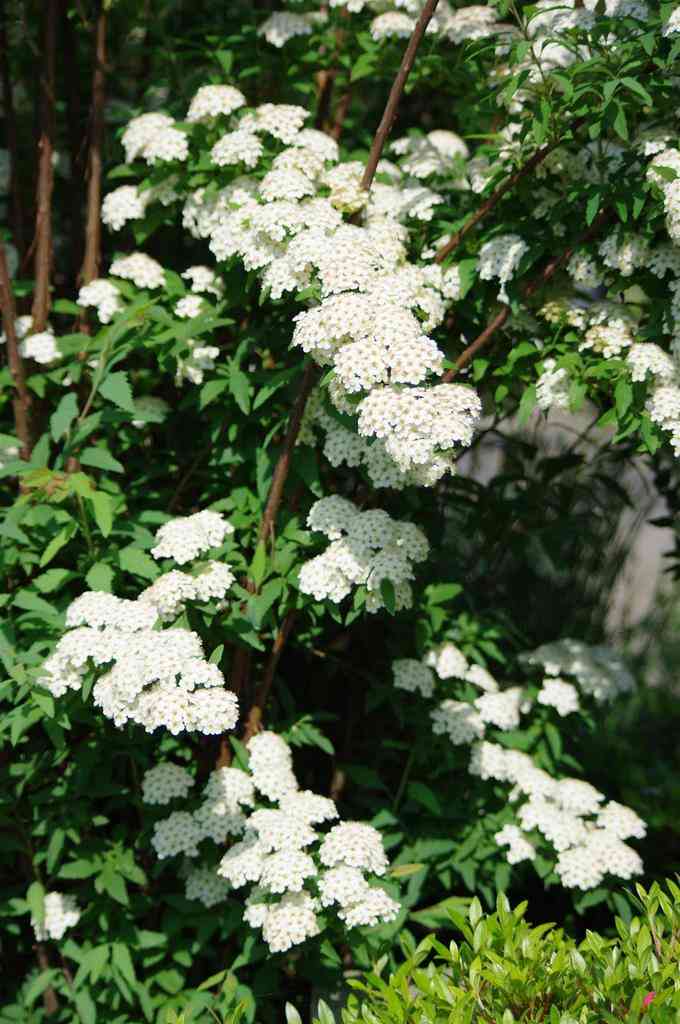 好きなお花は何ですか？