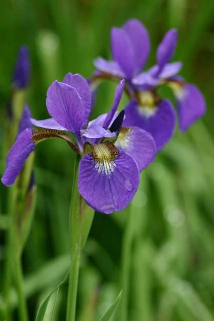 好きなお花は何ですか？