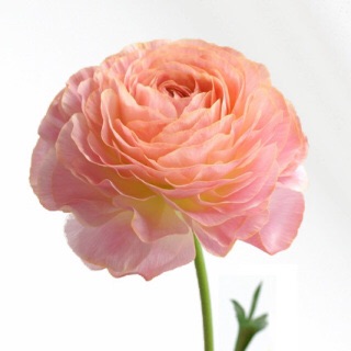 好きなお花は何ですか？