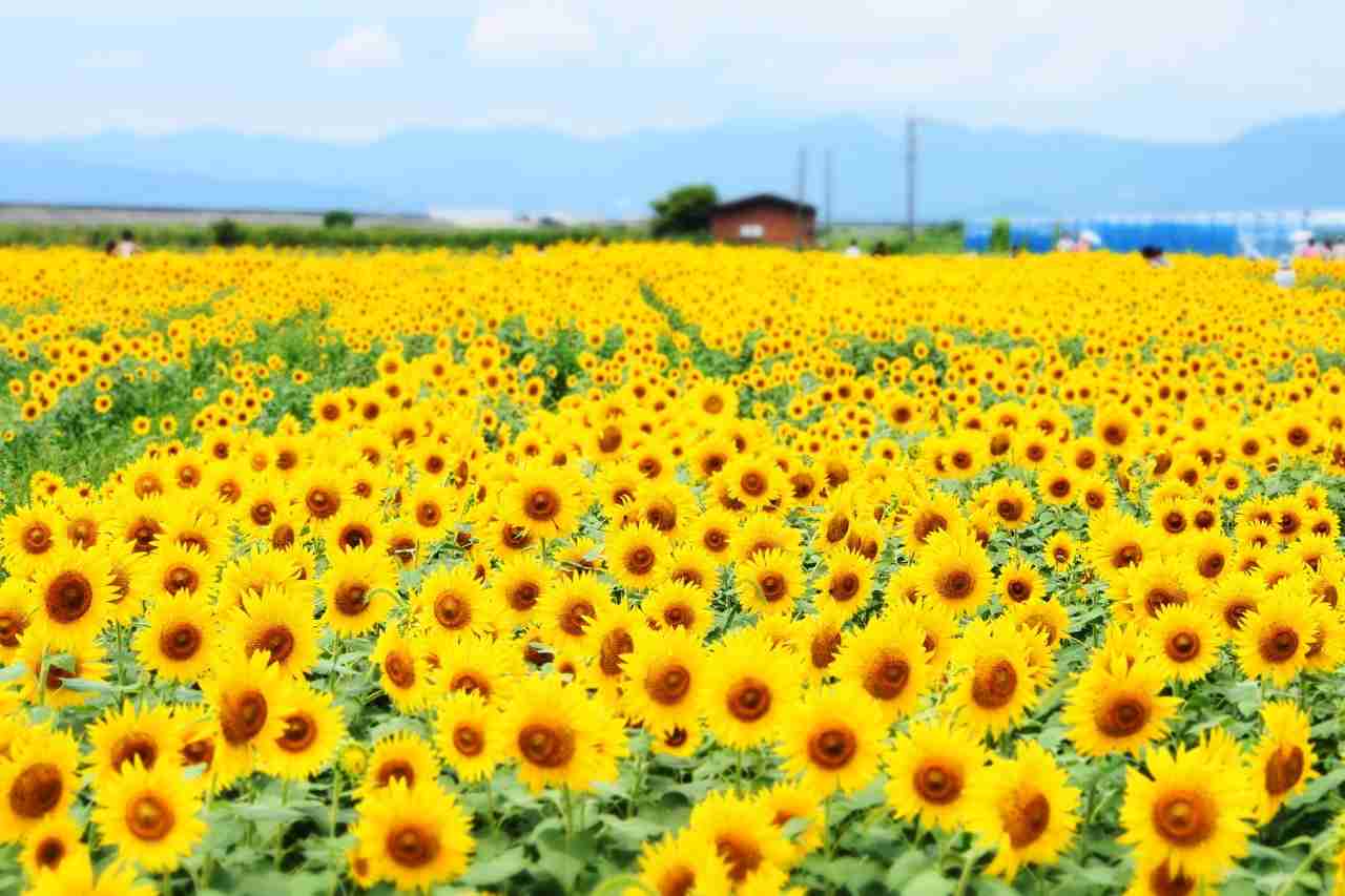 好きなお花は何ですか？