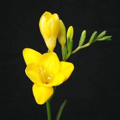 好きなお花は何ですか？
