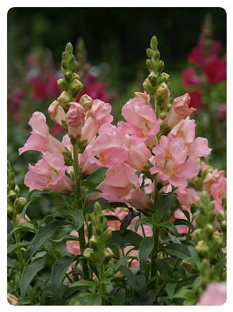 好きなお花は何ですか？
