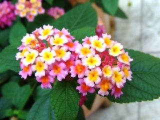 好きなお花は何ですか？