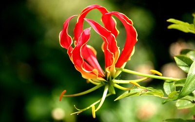 好きなお花は何ですか？