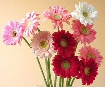 好きなお花は何ですか？