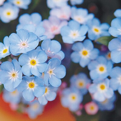 好きなお花は何ですか？