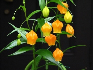 好きなお花は何ですか？