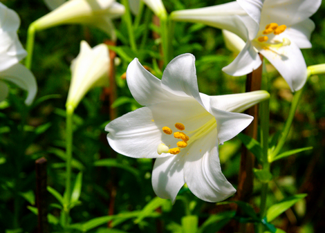好きなお花は何ですか？
