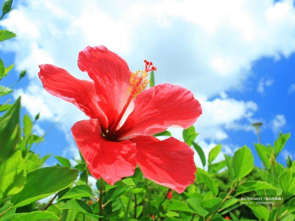 好きなお花は何ですか？