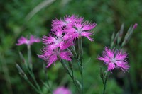 好きなお花は何ですか？