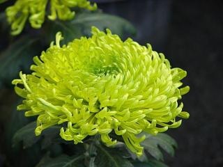 好きなお花は何ですか？