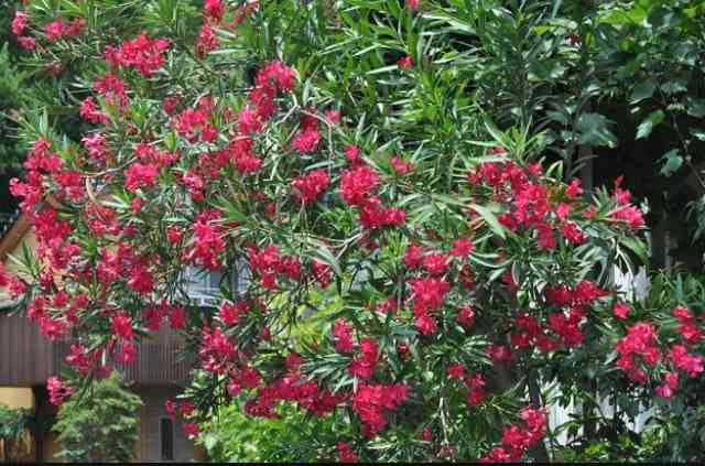 好きなお花は何ですか？